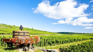 Putevima vinove loze: Top destinacije za ljubitelje vina