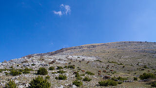 Divlji konji na Velebitu, foto: Leo Banić