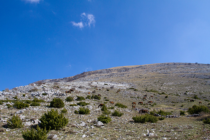 Divlji konji na Velebitu, foto: Leo Banić