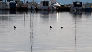 Liske u uvali Bregdetti 24. siječnja