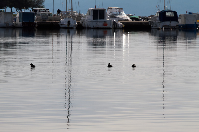 Liske u uvali Bregdetti 24. siječnja