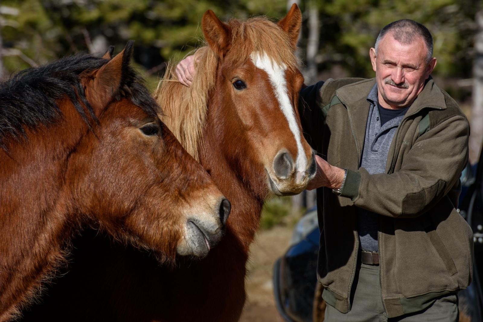 Veliko Rujno: Drago Krapić vlasnik je pedesetak konja koji obitavaju na velebitskim pašnjacima