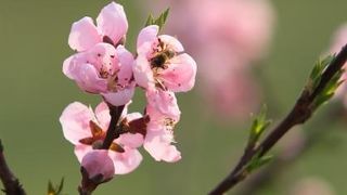 Boje i mirisi proljeća, Foto: CROPIX