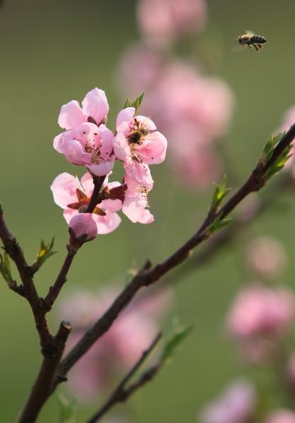 Boje i mirisi proljeća, Foto: CROPIX