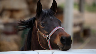 Mediji i uzvanici posjetili Polaču, Vransko jezero i Maškovića han