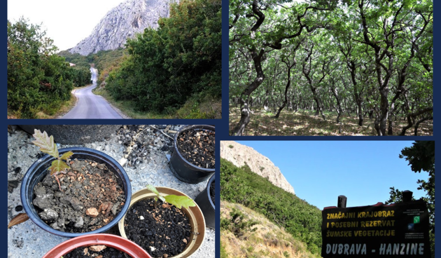 U Pagu pokrenuta akcija za spas crnike i sadnju hrasta medunca