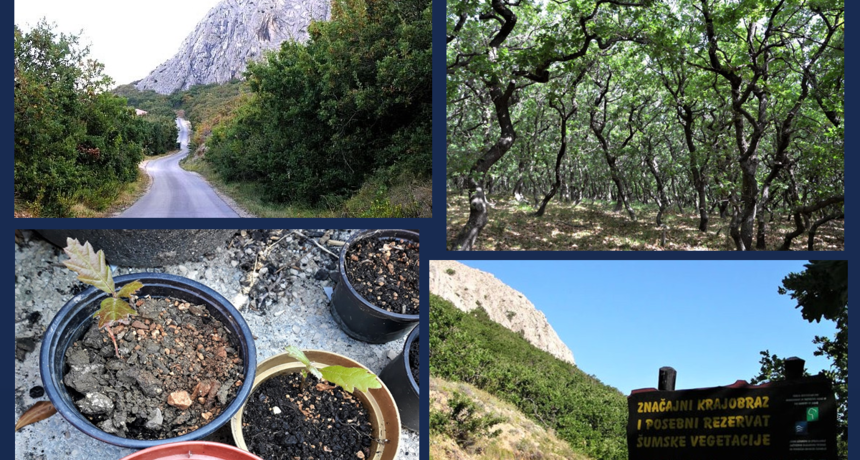 U Pagu pokrenuta akcija za spas crnike i sadnju hrasta medunca U Pagu pokrenuta akcija za spas crnike i sadnju hrasta medunca