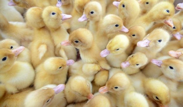 Pilići, Photo: Marko Jurinec/PIXSELL