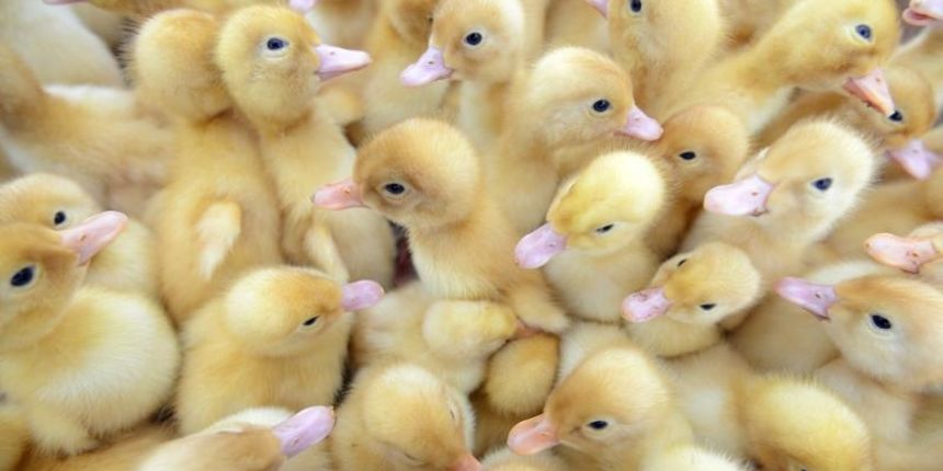 Pilići, Photo: Marko Jurinec/PIXSELL