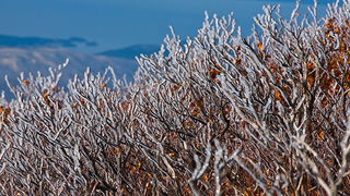 Đir do vrha Zečjak na sjevernom Velebitu, Foto: Leo Banić