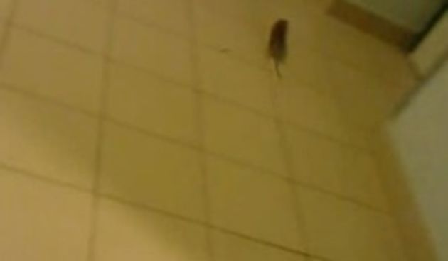 “Nepozvani gost” uletio na Hitnu, foto: 24sata