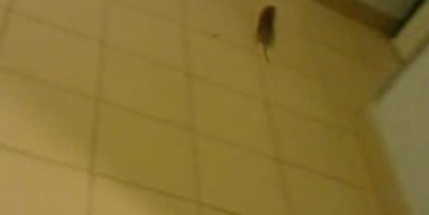 “Nepozvani gost” uletio na Hitnu, foto: 24sata