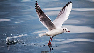 Zadarski galebovi (foto:Saša Čuka)