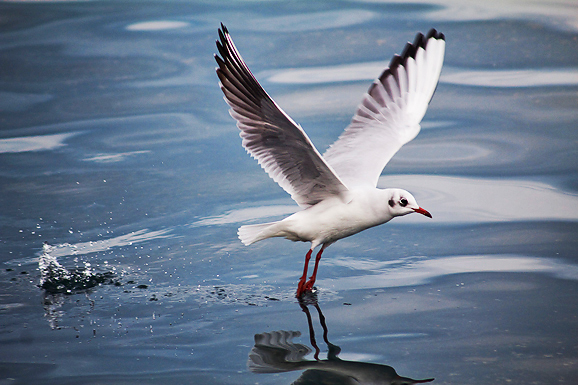 Zadarski galebovi (foto:Saša Čuka)