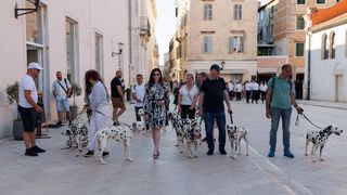 Red Carpet Dalmatian Walk @Trg pet bunara Red Carpet Dalmatian Walk @Trg pet bunara