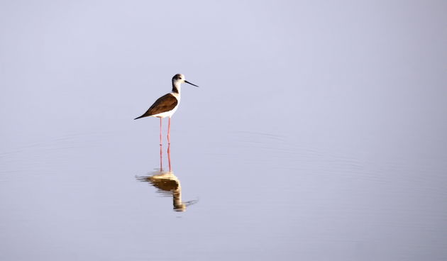 Zaton; solana Nin, foto-L. Kvarantan