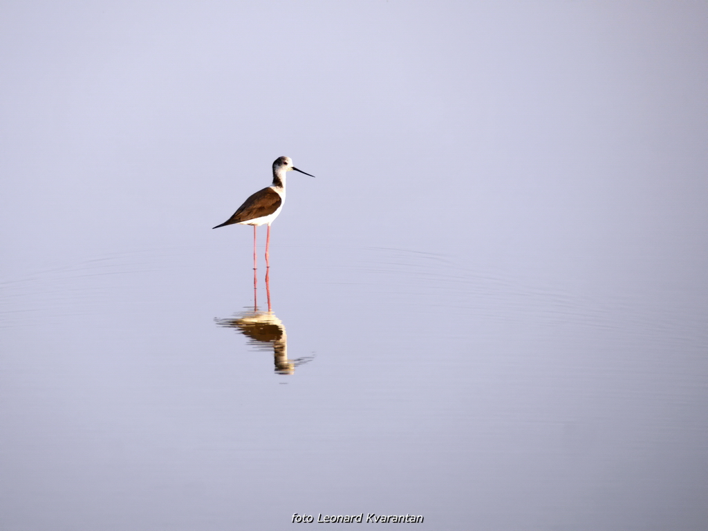 Zaton; solana Nin, foto-L. Kvarantan