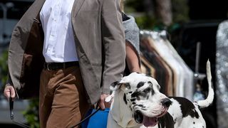 Međunarodna izložba pasa CACIB 2023