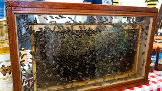 Gradska Loža: Svečano otvorenje 1. Pčelarskog sajma