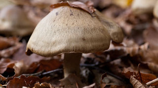 Lička jesen u znaku gljiva, Foto: Leo Banić