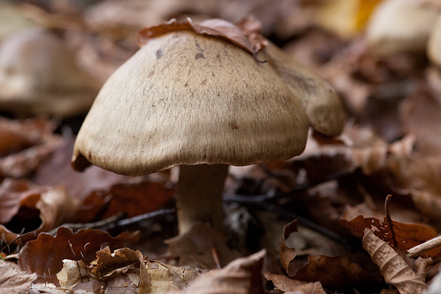 Lička jesen u znaku gljiva, Foto: Leo Banić