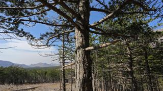 16.03.2014., Juzni Velebit – Topljenje snijega na Juznom Velebitu i procvjetani prvi planinski cvjetovi u ranom proljecu najavljuju skorasnje toplije vrijeme. Photo: Filip Brala/PIXSELL Autor Filip Brala/PIXSELL Ključne riječi rekreacija, planina, pro 16.03.2014., Juzni Velebit – Topljenje snijega na Juznom Velebitu i procvjetani prvi planinski cvjetovi u ranom proljecu najavljuju skorasnje toplije vrijeme. Photo: Filip Brala/PIXSELL Autor Filip Brala/PIXSELL Ključne riječi rekreacija, planina, pro