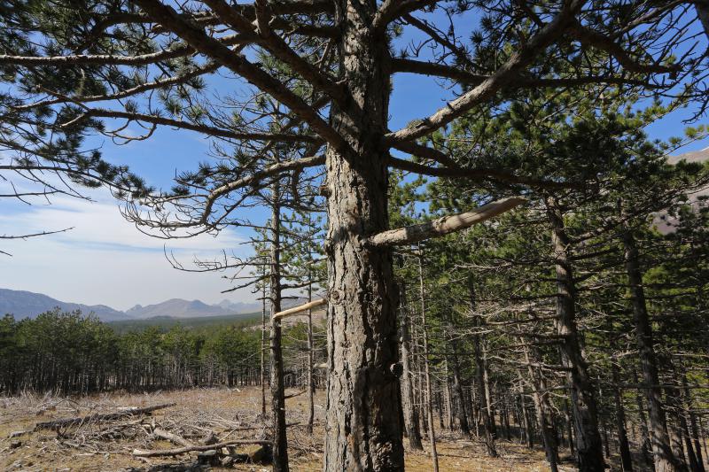 16.03.2014., Juzni Velebit – Topljenje snijega na Juznom Velebitu i procvjetani prvi planinski cvjetovi u ranom proljecu najavljuju skorasnje toplije vrijeme. Photo: Filip Brala/PIXSELL Autor Filip Brala/PIXSELL Ključne riječi rekreacija, planina, pro 16.03.2014., Juzni Velebit – Topljenje snijega na Juznom Velebitu i procvjetani prvi planinski cvjetovi u ranom proljecu najavljuju skorasnje toplije vrijeme. Photo: Filip Brala/PIXSELL Autor Filip Brala/PIXSELL Ključne riječi rekreacija, planina, pro