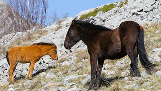 Divlji konji na Velebitu, foto: Leo Banić