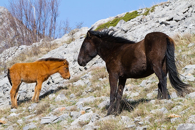 Divlji konji na Velebitu, foto: Leo Banić