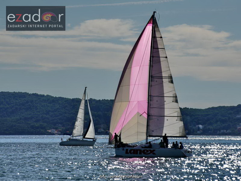 Zadarska koka 2017. Zadarska koka 2017.