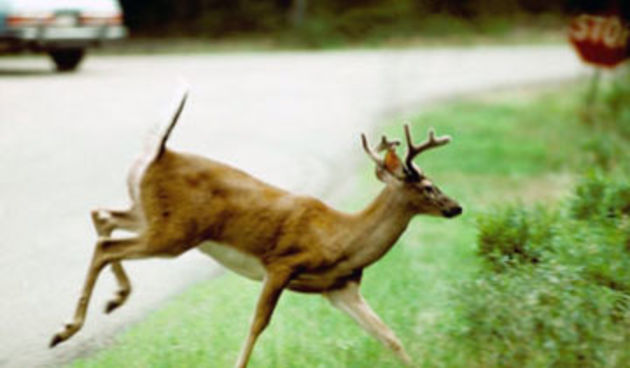 Srna (foto: auotklub.hr)