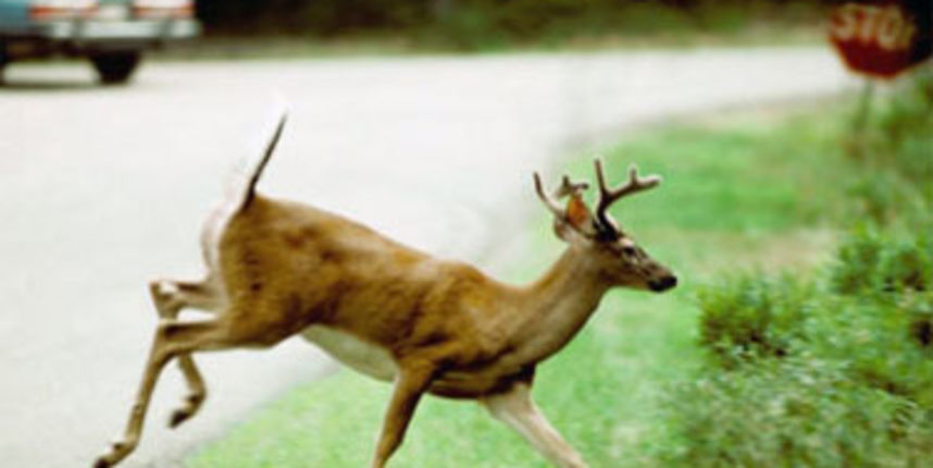 Srna (foto: auotklub.hr) Srna (foto: auotklub.hr)