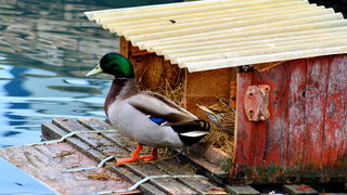 Đir 17. prosinca – uvala Maestral, Foto: Iva Perinčić