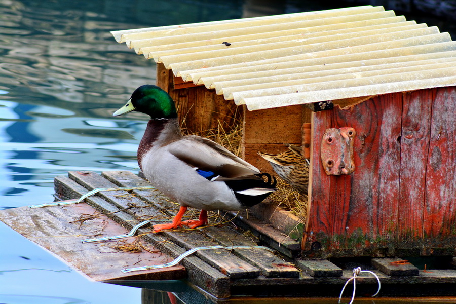 Đir 17. prosinca – uvala Maestral, Foto: Iva Perinčić