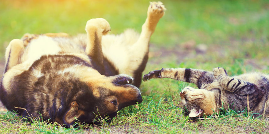 pas i mačka pas i mačka