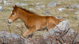 Divlji konji na Velebitu, foto: Leo Banić