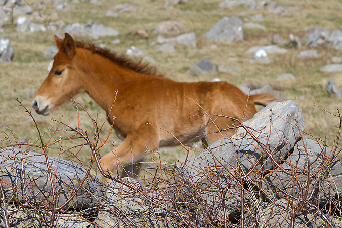Divlji konji na Velebitu, foto: Leo Banić