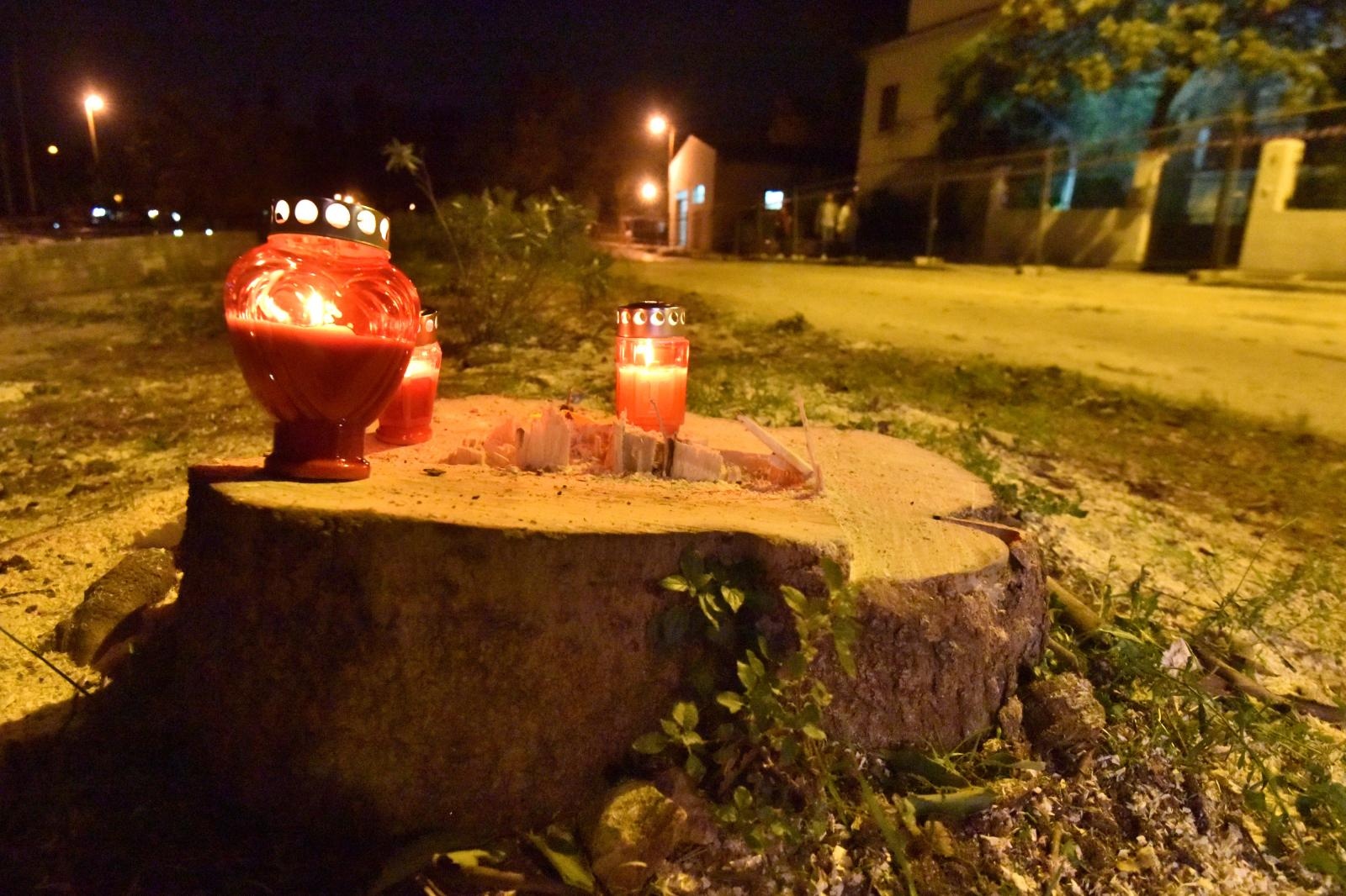 Prosvjed građana zbog odluke Grada da posječe drvored fafarikula u Vruljici Prosvjed građana zbog odluke Grada da posječe drvored fafarikula u Vruljici