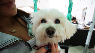 Subotnji šušur u gradu 27. travnja 2013. Foto: Mia Čop Subotnji šušur u gradu 27. travnja 2013. Foto: Mia Čop