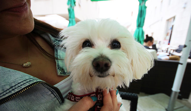 Subotnji šušur u gradu 27. travnja 2013.  Foto: Mia Čop