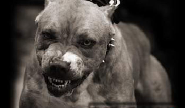 Pit bull, foto: pollpub.com