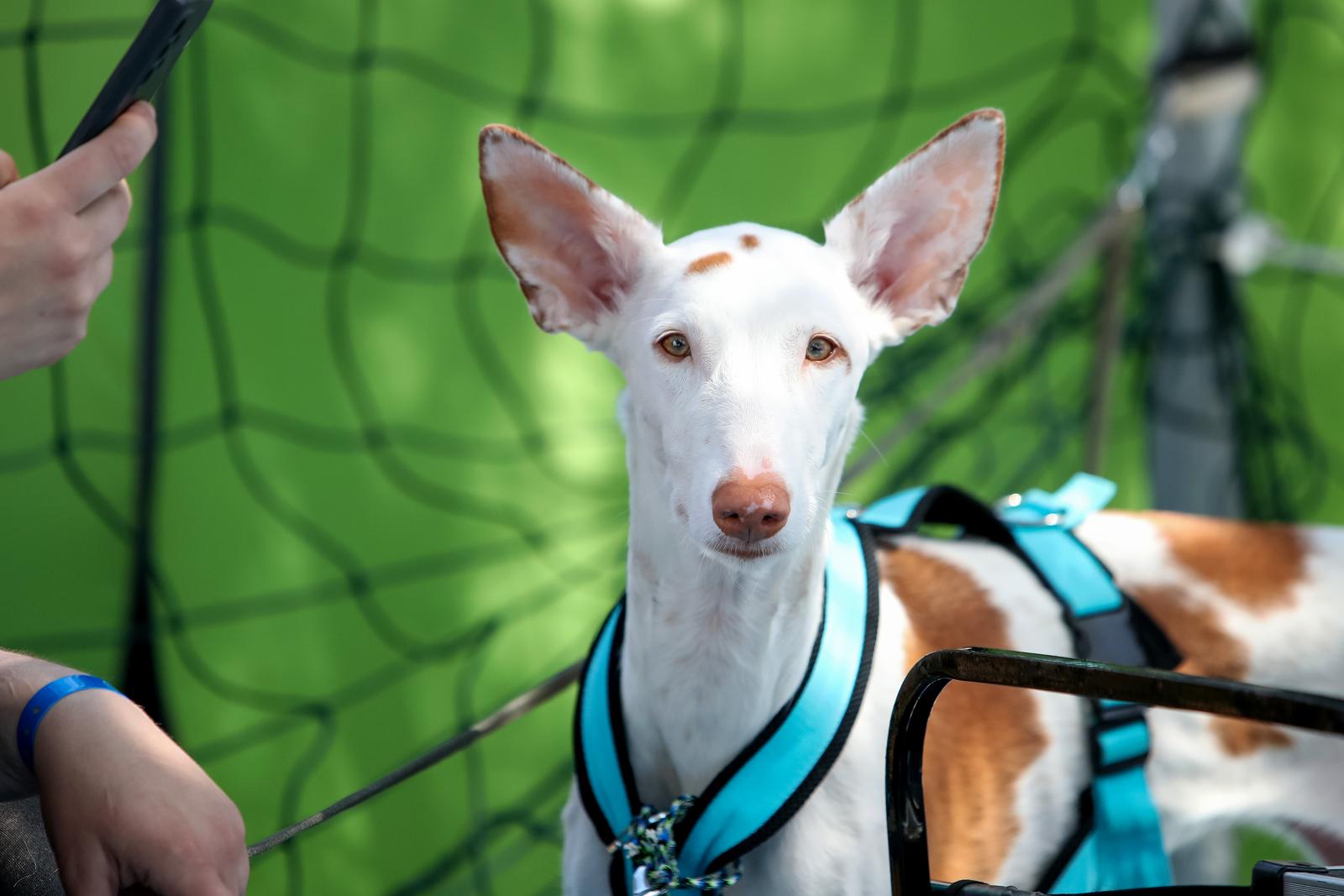 Međunarodna izložba pasa CACIB 2023