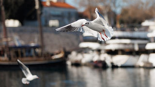 Đir po gradu, 17. siječnja 2025.