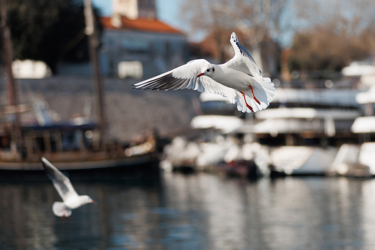 Đir po gradu, 17. siječnja 2025.