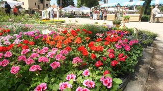 U Sv. Filip i Jakovu danas je otvoren 14. Festival cvijeća Zadarske županije, Foto: Dino Stanin/PIXSELL