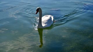 Đir po Skradinu, Foto Kristina Kajic