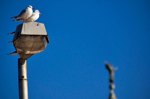 Zadarski galebovi (foto:Saša Čuka)