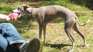 Image 1171033 (auto)