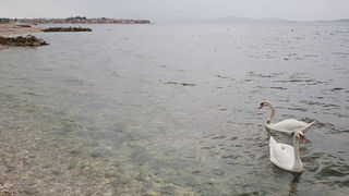 Labudovi u Bibinjama 6. svibnja 2013. Foto: Leo banić Labudovi u Bibinjama 6. svibnja 2013. Foto: Leo banić