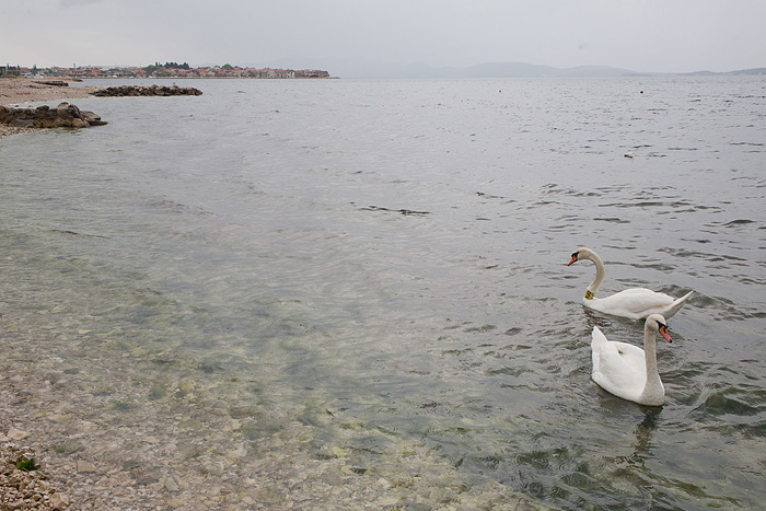 Labudovi u Bibinjama 6. svibnja 2013. Foto: Leo banić Labudovi u Bibinjama 6. svibnja 2013. Foto: Leo banić